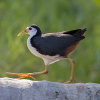 White-breasted Waterhen